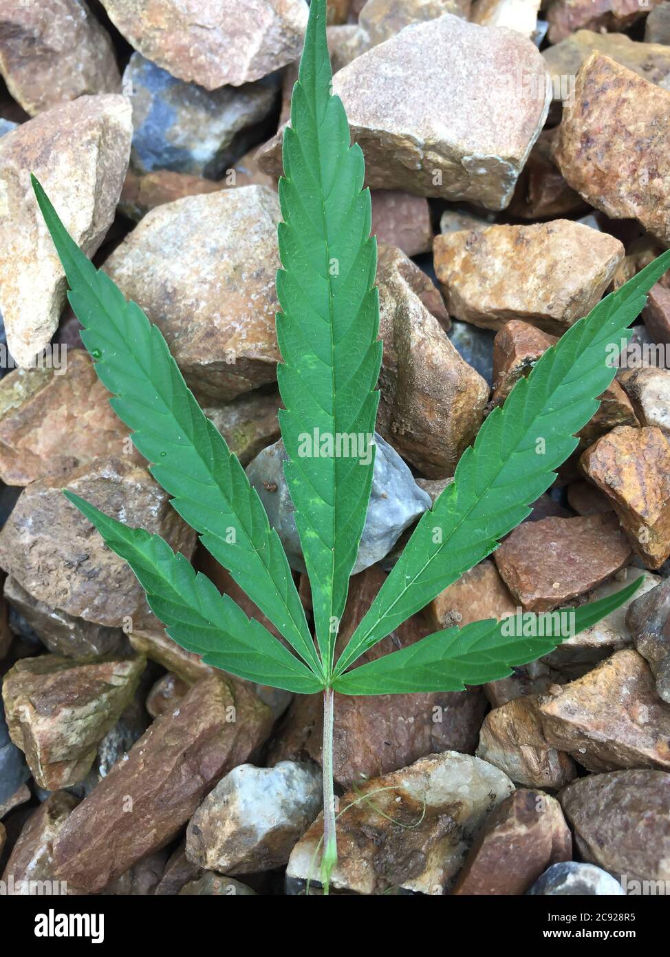 Ganja aus dem Himalaya, Cannabisblatt auf schönem Hintergrund. Stockfoto