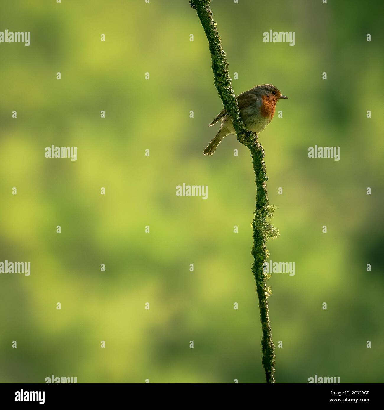Robin Vogel in den frühen Morgenstunden genommen Stockfoto