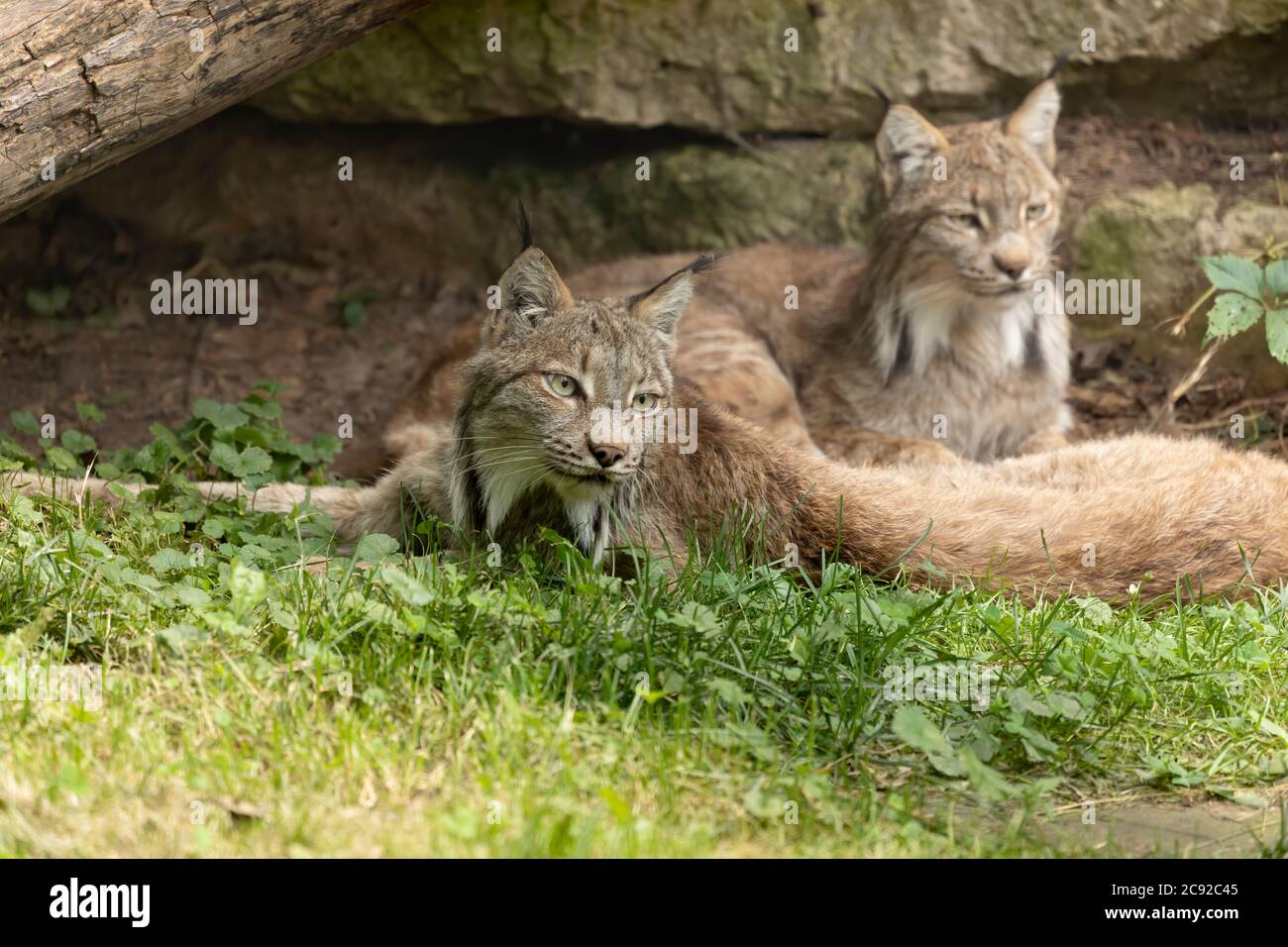 Der Canada Luchs, nordamerikanische Wildkatze.Szene aus DEM ZOO. Stockfoto
