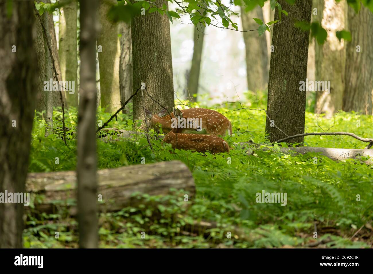 Junge weiße Schwanzhirsche, Rehkitz im Sommerwald Stockfoto