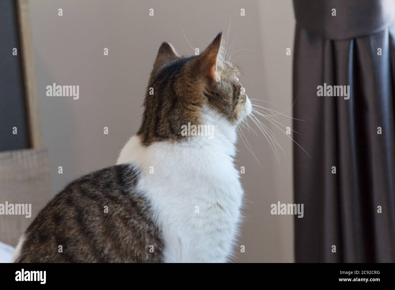 Braun gestreifte Scottish Fold Kitten, die niedliche Katze schläft, Scottish Fold Stockfoto