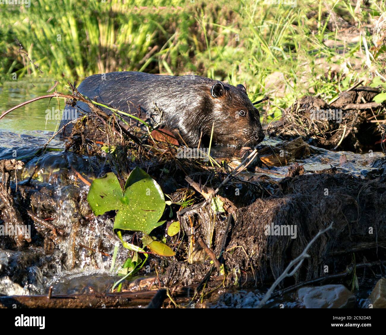 Biber Nahaufnahme Profilansicht, Bau eines Staudamms in einem Fluss in der Mitte des Waldes mit braunem nassem Fell, Körper, Kopf, Ohren, Auge, Nase, Pfote, Fell, in ihm Stockfoto