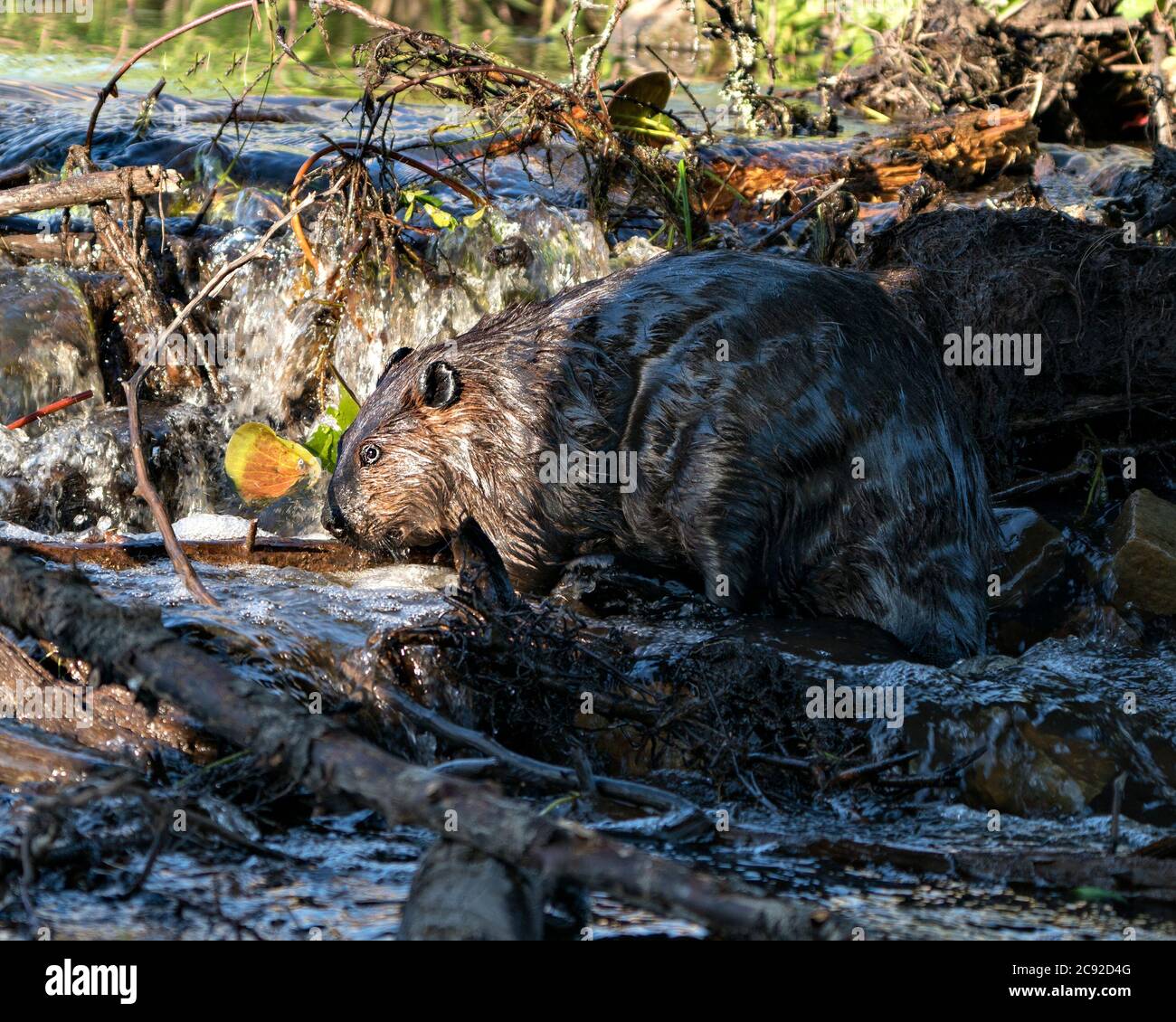 Biber Nahaufnahme Profilansicht, Bau eines Staudamms in einem Fluss in der Mitte des Waldes mit braunem nassem Fell, Körper, Kopf, Ohren, Auge, Nase, Pfote, Fell, in ihm Stockfoto