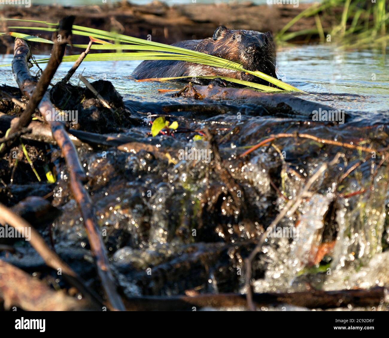 Biber Nahaufnahme Profilansicht, Bau eines Staudamms in einem Fluss in der Mitte des Waldes mit einem Rohrweg mit im Vordergrund fließendem Wasser, Darstellung bro Stockfoto