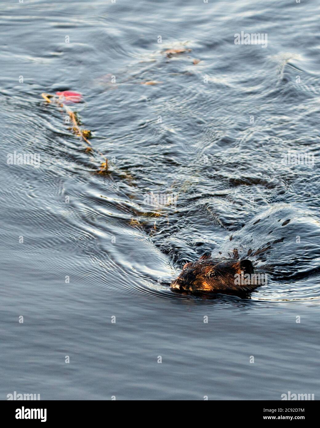 Biber Nahaufnahme Profilansicht, mit Laub, um einen Damm in einem Fluss in der Mitte des Waldes mit braunen nassen Fell, Körper, Kopf, Ohren, Auge, Nase zu bauen Stockfoto