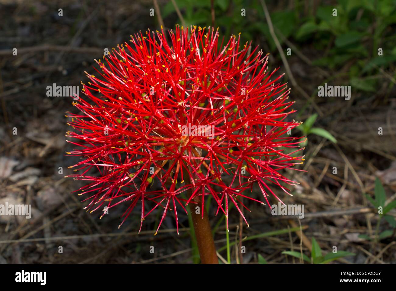 Der Feuerball ist ein weit verbreitetes Mitglied der Lilienfamilie. Der prächtige Blütenkopf erscheint bei den ersten Regenfällen und oft nach Bränden Stockfoto