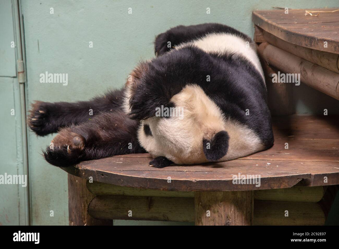 Ein riesiger Panda auf einer Holzbank im Edinburgh Zoo, Edinburgh, Schottland. Stockfoto