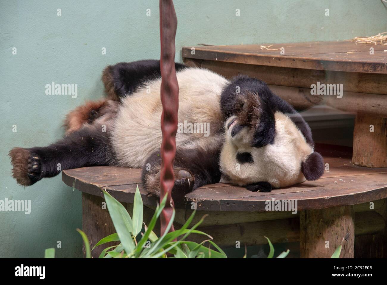 Ein riesiger Panda auf einer Holzbank im Edinburgh Zoo, Edinburgh, Schottland. Stockfoto