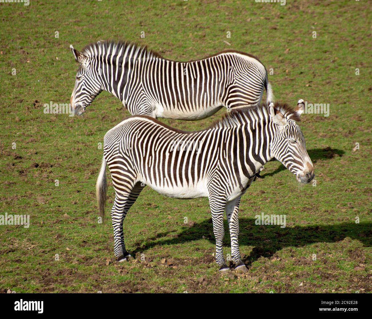 Grevy's Zebra im Edinburgh Zoo, Schottland.UK Stockfoto