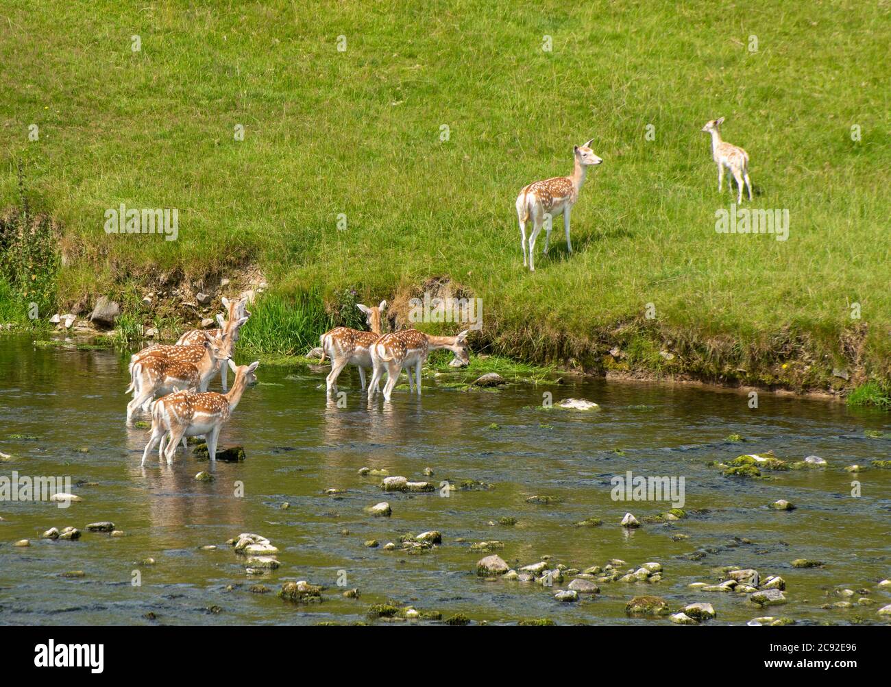 Damwild, der den Fluss Bela, Milnthorpe, Lancashire überquert. Stockfoto