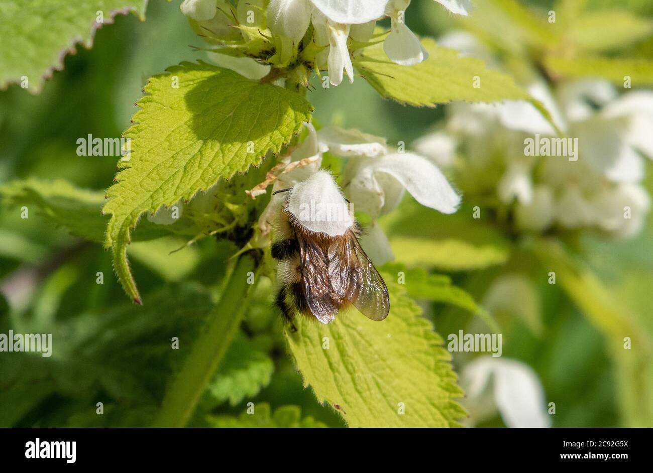 Eine Bumble Biene auf White Dead-Brennnessel, Chipping, Preston, Lancashire, Großbritannien Stockfoto