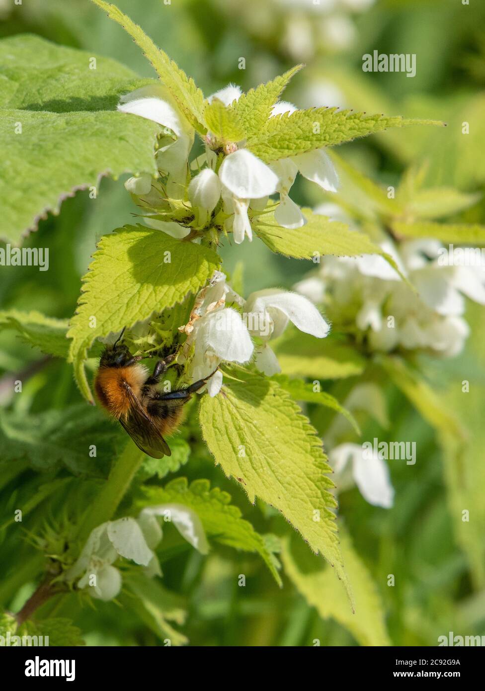 Eine Bumble Biene auf White Dead-Brennnessel, Chipping, Preston, Lancashire, Großbritannien Stockfoto