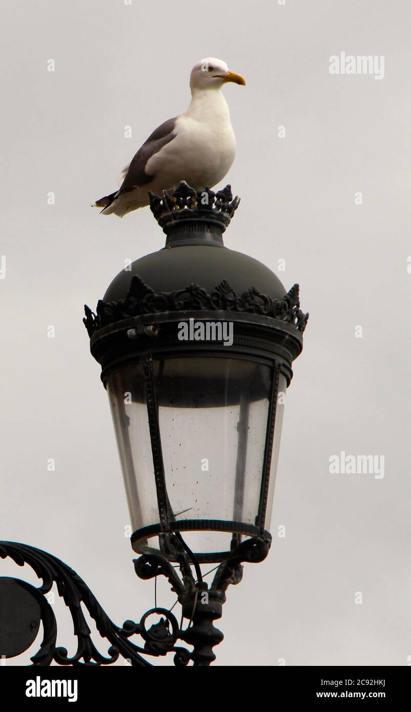 Europäische Heringmöwe Larus argentatus Möwe posiert auf einem grauen Metalllampenposten vor einem weiß bewölkten Hintergrund Ribadesella Asturias Spanien Stockfoto