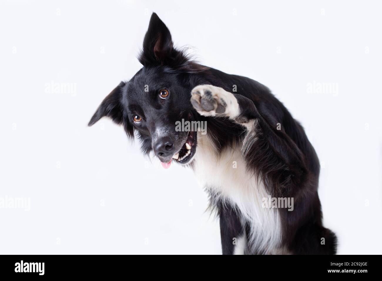 Nahaufnahme, Porträt einer adorable reinrassigen Border Collie Hund zur Seite schauen, um das Anheben eines seiner Vorderpfoten über graue Wand Hintergrund mit Kopie isoliert Stockfoto