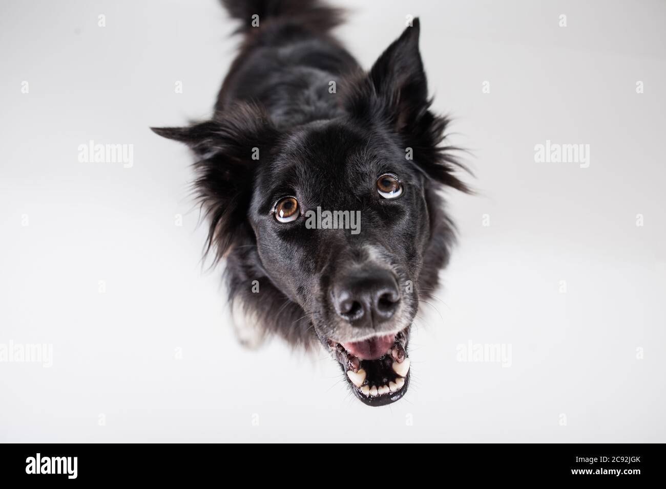 Nahaufnahme des Porträts von lustigen Emotionen des reinrassigen Hundes. Öffnen Sie den Mund und die großen Augen, die auf aufmerksames starren und auf Essen warten. Staunte Grenze Collie Expr Stockfoto