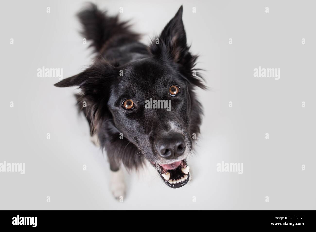 Nahaufnahme des Porträts von lustigen Emotionen des reinrassigen Hundes. Öffnen Sie den Mund und die großen Augen, die auf aufmerksames starren und auf Essen warten. Staunte Grenze Collie Expr Stockfoto