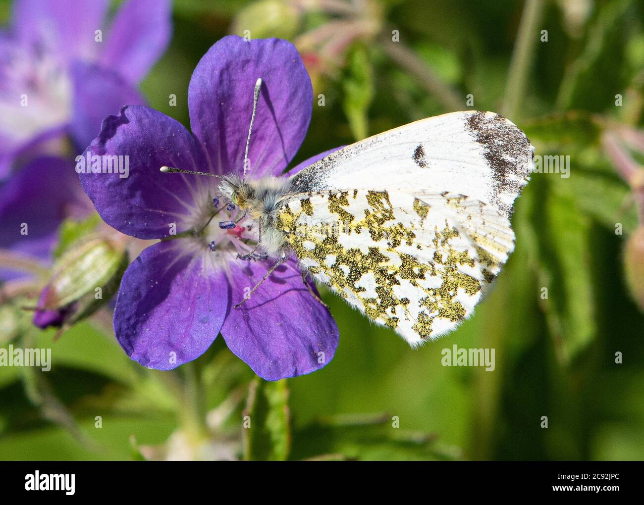 Eine weibliche Orange-Spitze Schmetterling auf Bloody Cranesbill, Chipping, Preston, Lancashire, UK Stockfoto