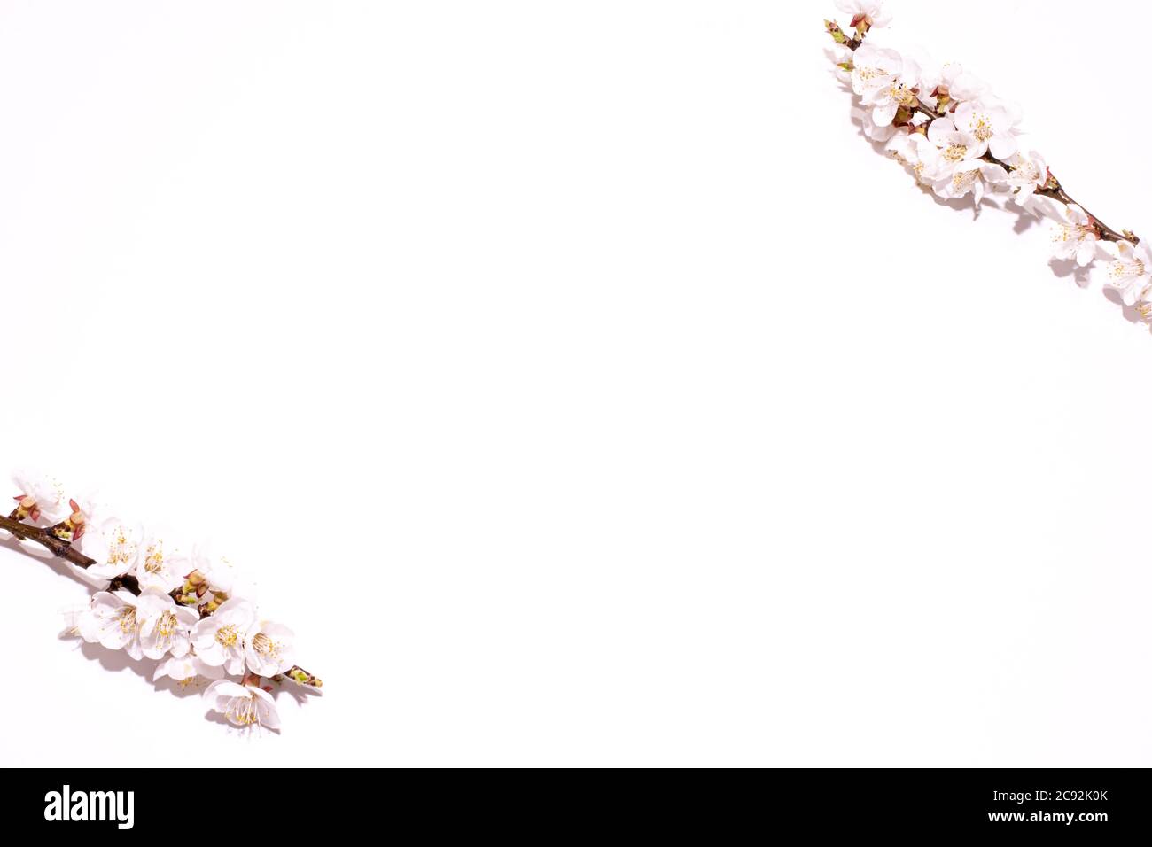 Weißer Frühling mit Aprikosenblüten. Sanfter heller Hintergrund. Stockfoto