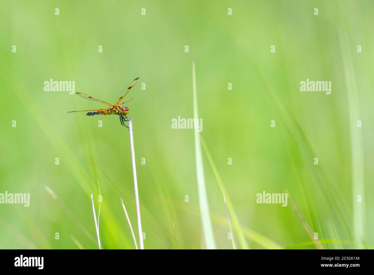 Eine Calico Pennant (Celithemis elisa) Libelle ruht auf Vegetation vor grünem Hintergrund. Stockfoto