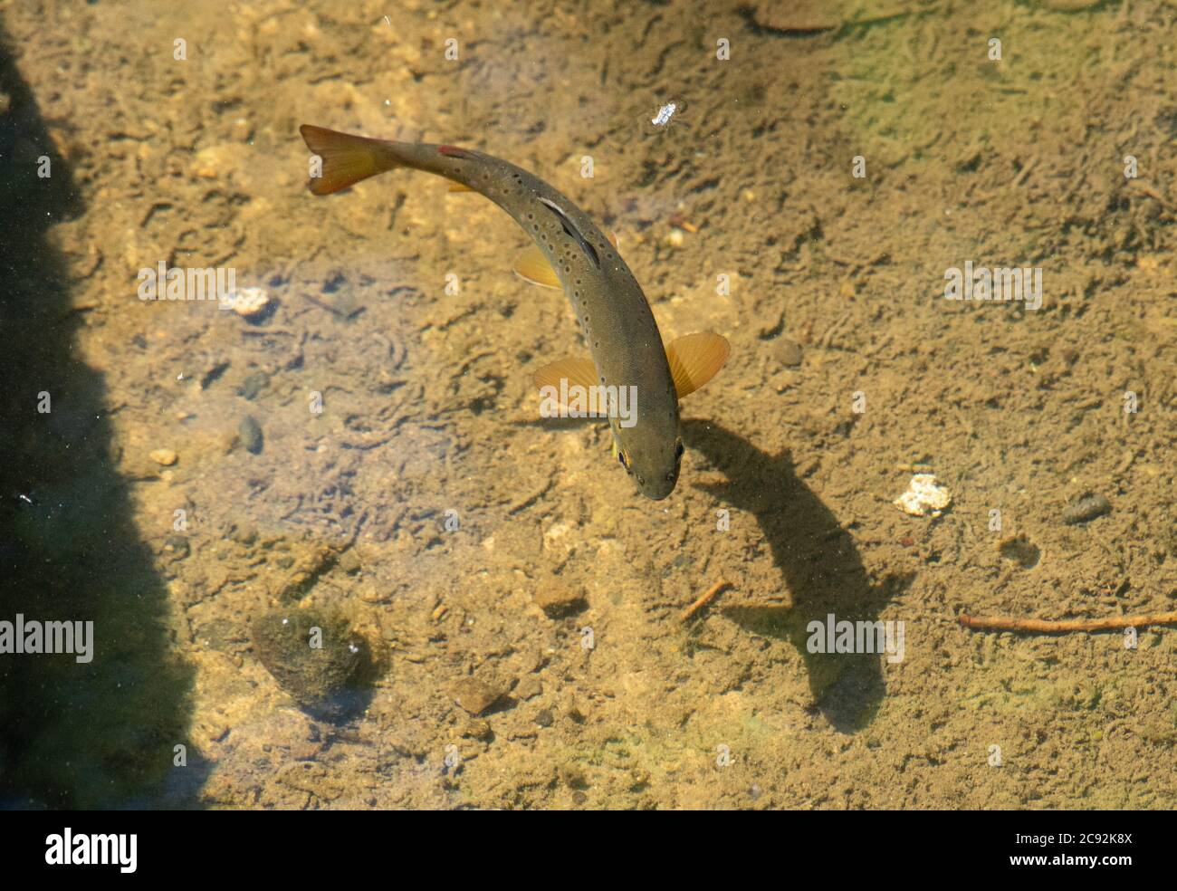 Eine Bachforelle in Chipping Brook, Chipping, Preston, Lancashire, Großbritannien Stockfoto