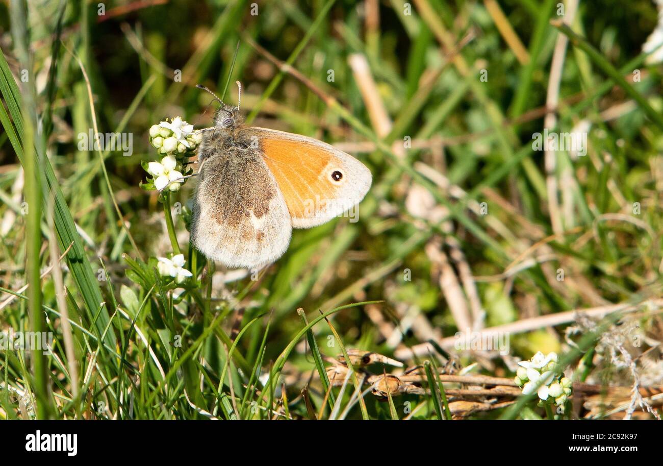 Ein kleiner Heideschmetterling, Chipping, Preston, Lancashire, Großbritannien Stockfoto