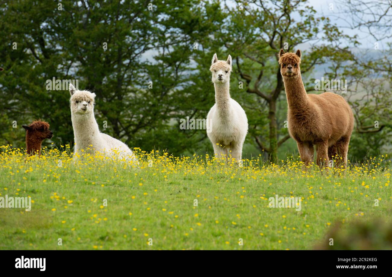 Ein Alpakas unter den Butterblumen in einem Feld am Stadtrand von Sedbergh, Cumbria.UK Stockfoto