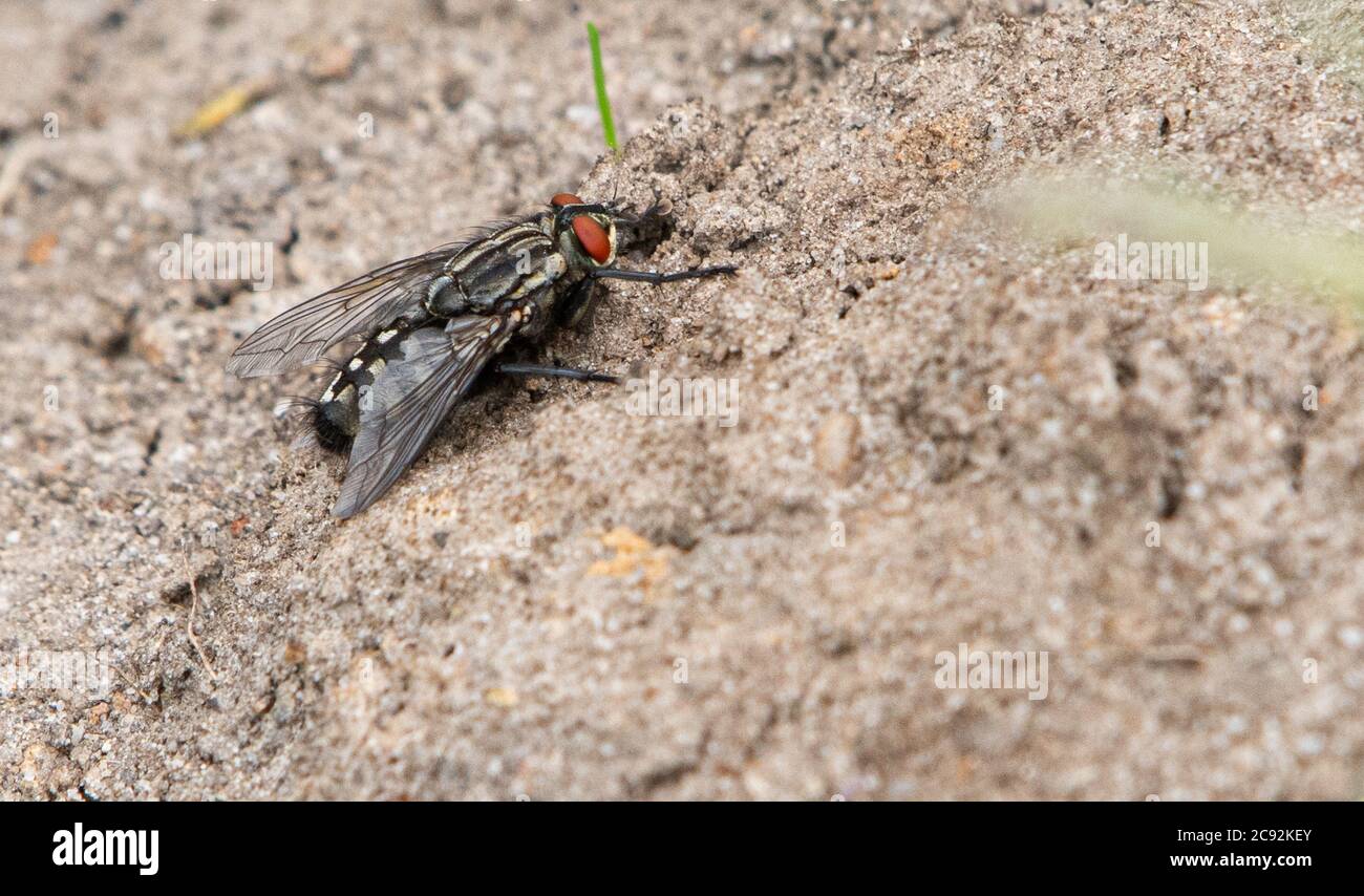 Gemeine Fruchtfliege, Chipping, Preston, Lancashire, Großbritannien Stockfoto