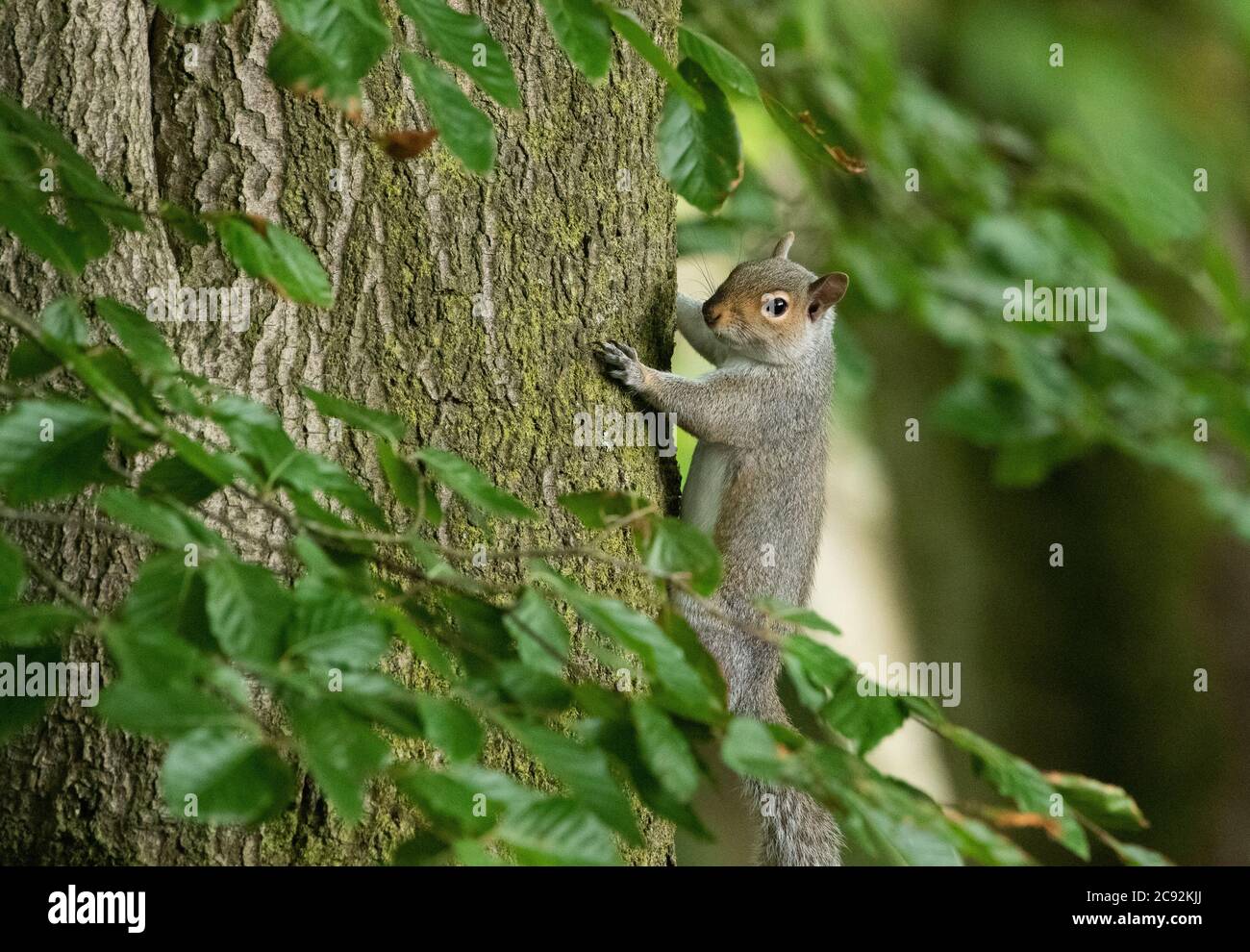 Ein graues Eichhörnchen auf einer Buche, Chipping, Preston, Lancashire. VEREINIGTES KÖNIGREICH. Stockfoto