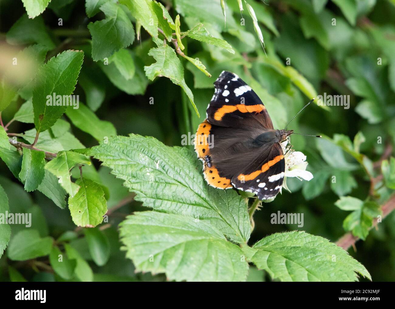 Ein Schmetterling des Roten Admirals, der auf Bramble-Blumen ruht, Chipping, Preston, Lancashire, Großbritannien Stockfoto