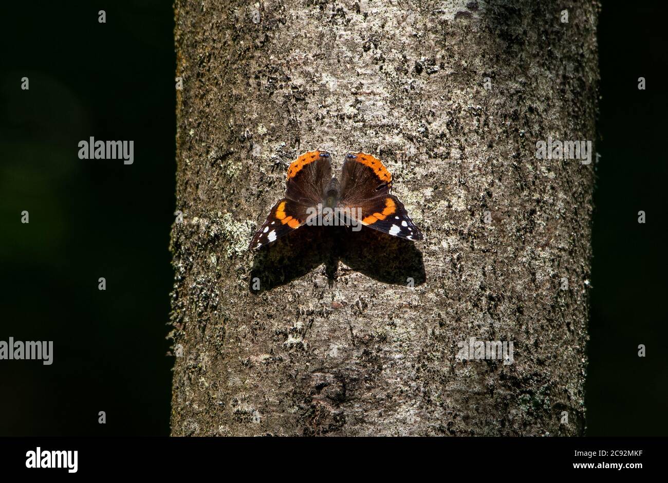 Ein Schmetterling des Roten Admirals, der auf einem Baumstamm ruht, Chipping, Preston, Lancashire, Großbritannien Stockfoto