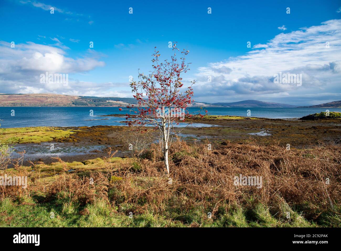 Rowan Tree, Salen, Isle of Mull, Argyll and Bute, Schottland, Vereinigtes Königreich. Stockfoto