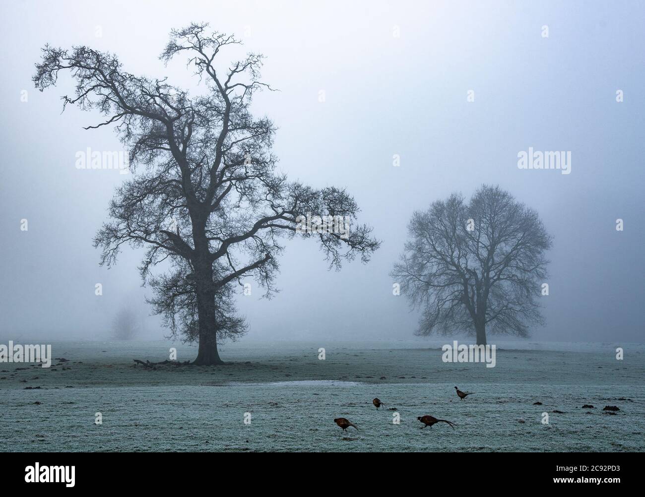 Winterbäume im Nebel, Frost und Nebel, Whitewell, Clitheroe, Lancashire, England, Vereinigtes Königreich. Stockfoto