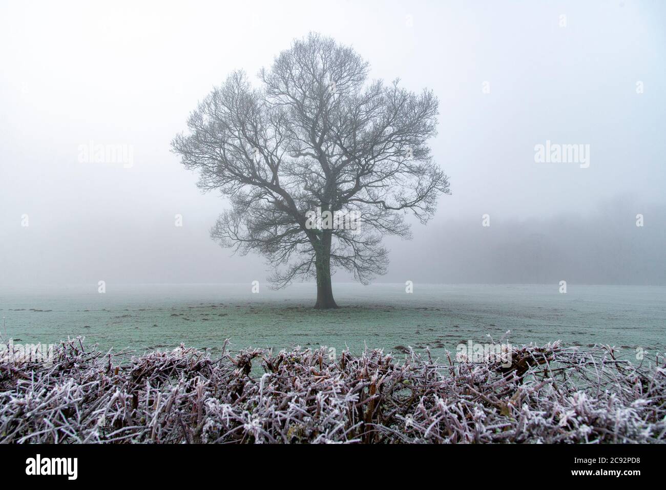 Winterbäume im Nebel, Frost und Nebel, Whitewell, Clitheroe, Lancashire, England, Vereinigtes Königreich. Stockfoto