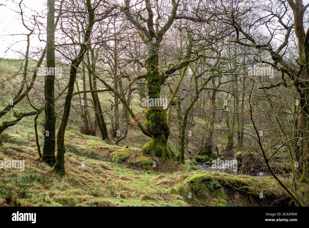 Winter Woodland, Chipping, Preston, Lancashire, England, Vereinigtes Königreich. Stockfoto
