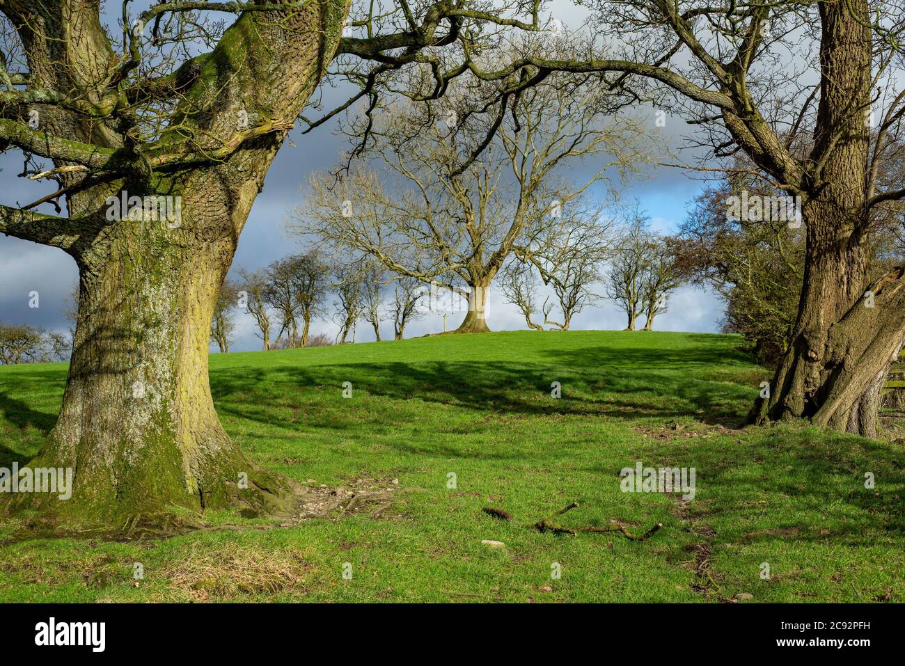 Winterbäume, Chipping, Preston, Lancashire, England, Vereinigtes Königreich. Stockfoto