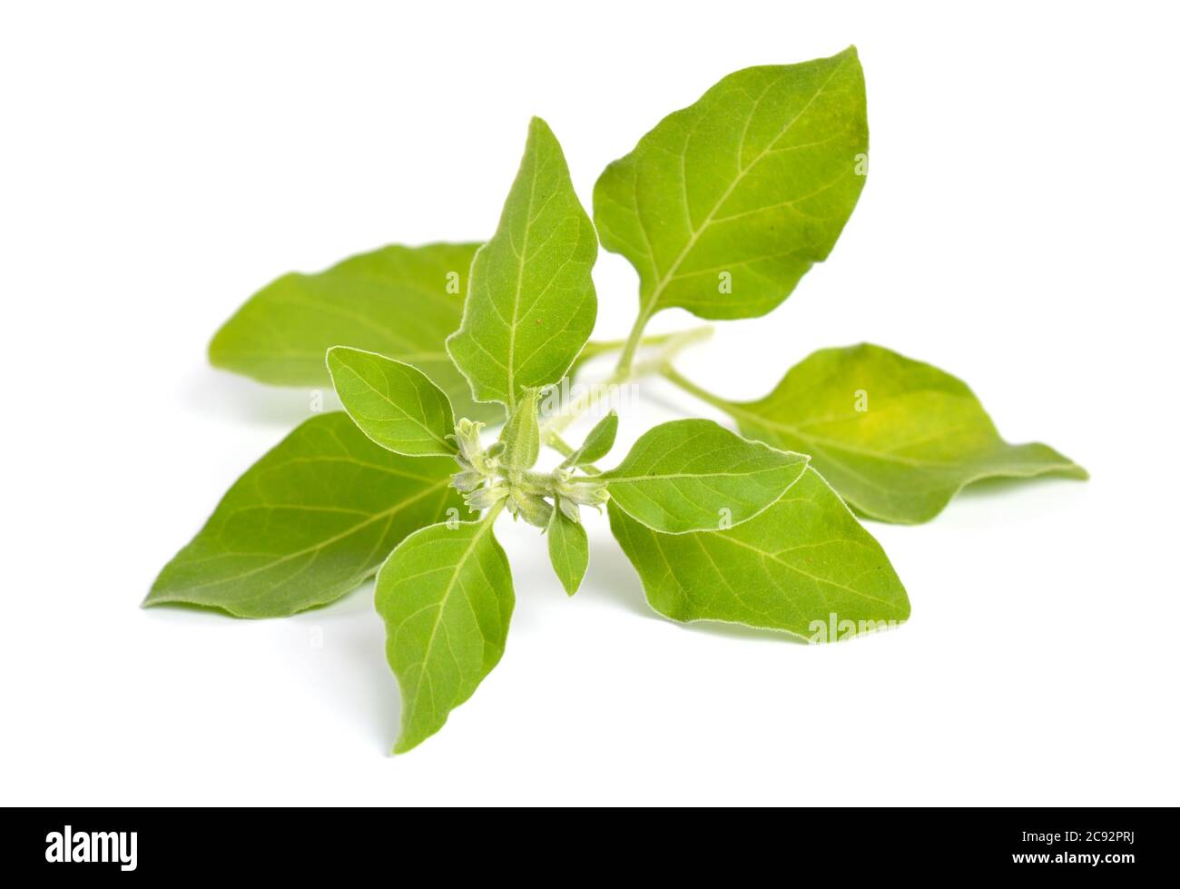 Withania somnifera, allgemein bekannt als ashwagandha, indische Ginseng, Gift Stachelbeere, oder Winterkirsche. Isoliert Stockfoto