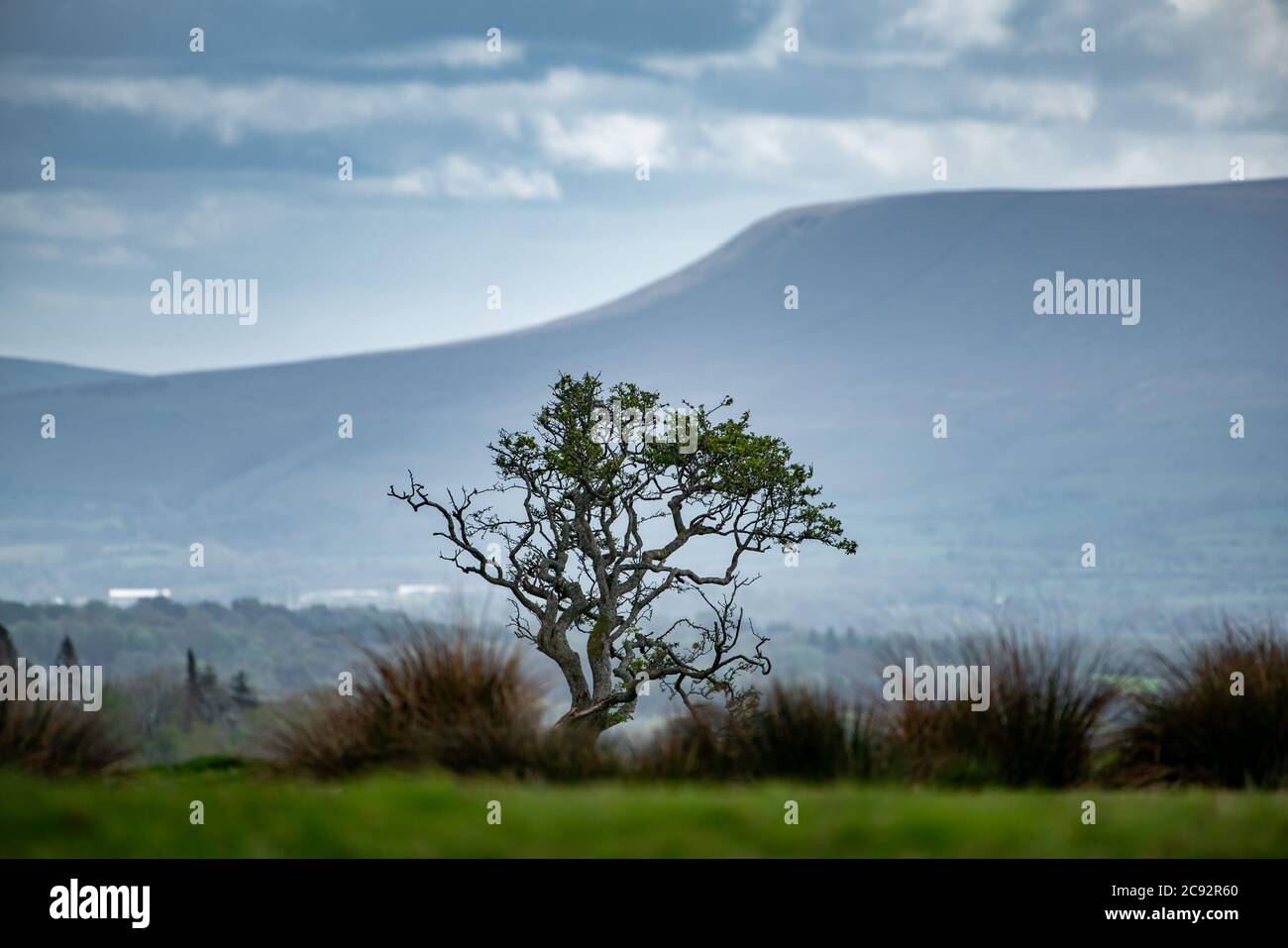 Blick in Richtung Pendle Hill, Clitheroe, Lancashire, Lancashire, Großbritannien Stockfoto