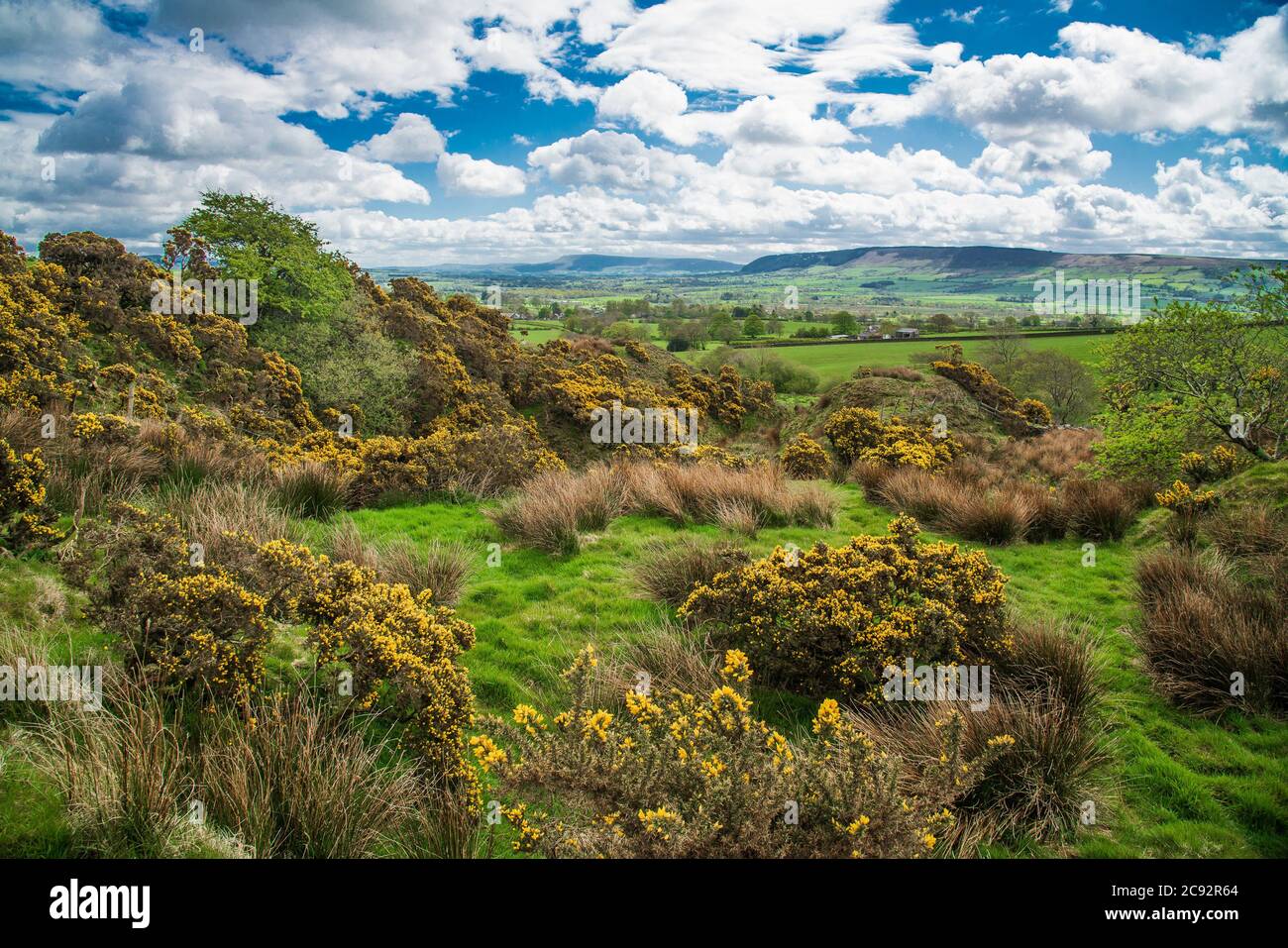 Blick Richtung Pendle Hill mit Ginsterbüschen, Clitheroe, Lancashire, Lancashire, UK Stockfoto