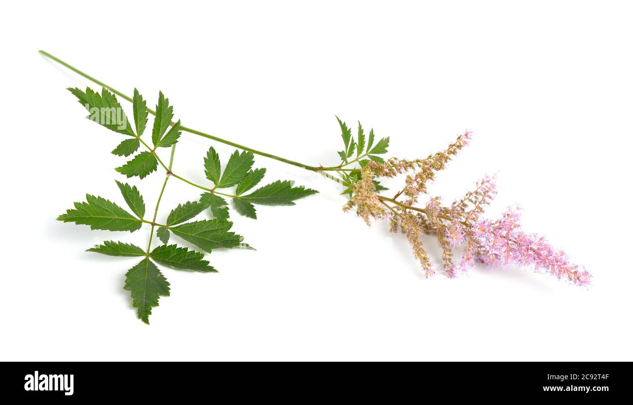 Astilbe oder falscher Ziegenbart und falsche Spirea. Isoliert auf weißem Hintergrund Stockfoto