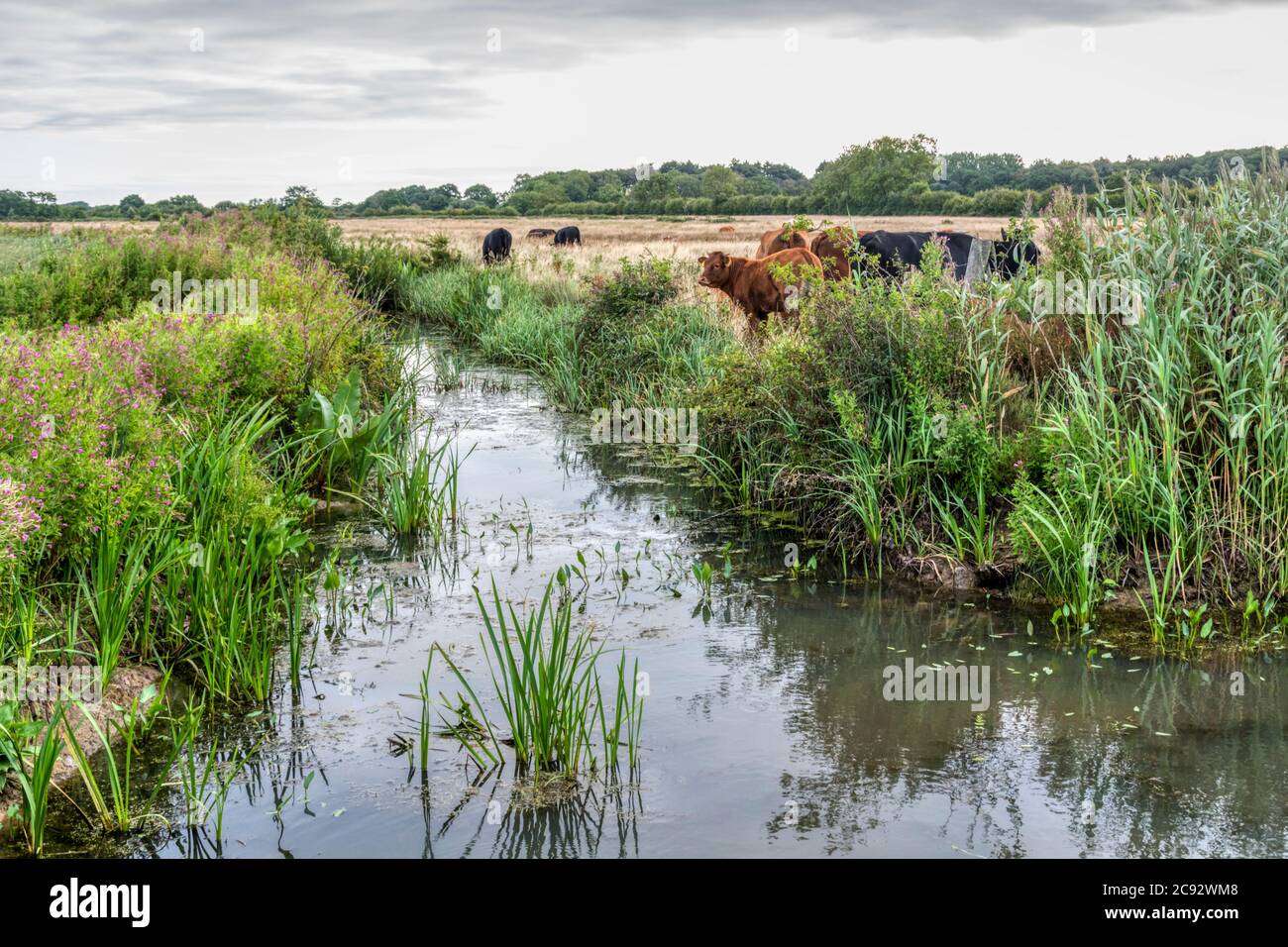 Rinder auf Süßwasser Weiden in Norfolk in den frühen Morgenstunden. Stockfoto