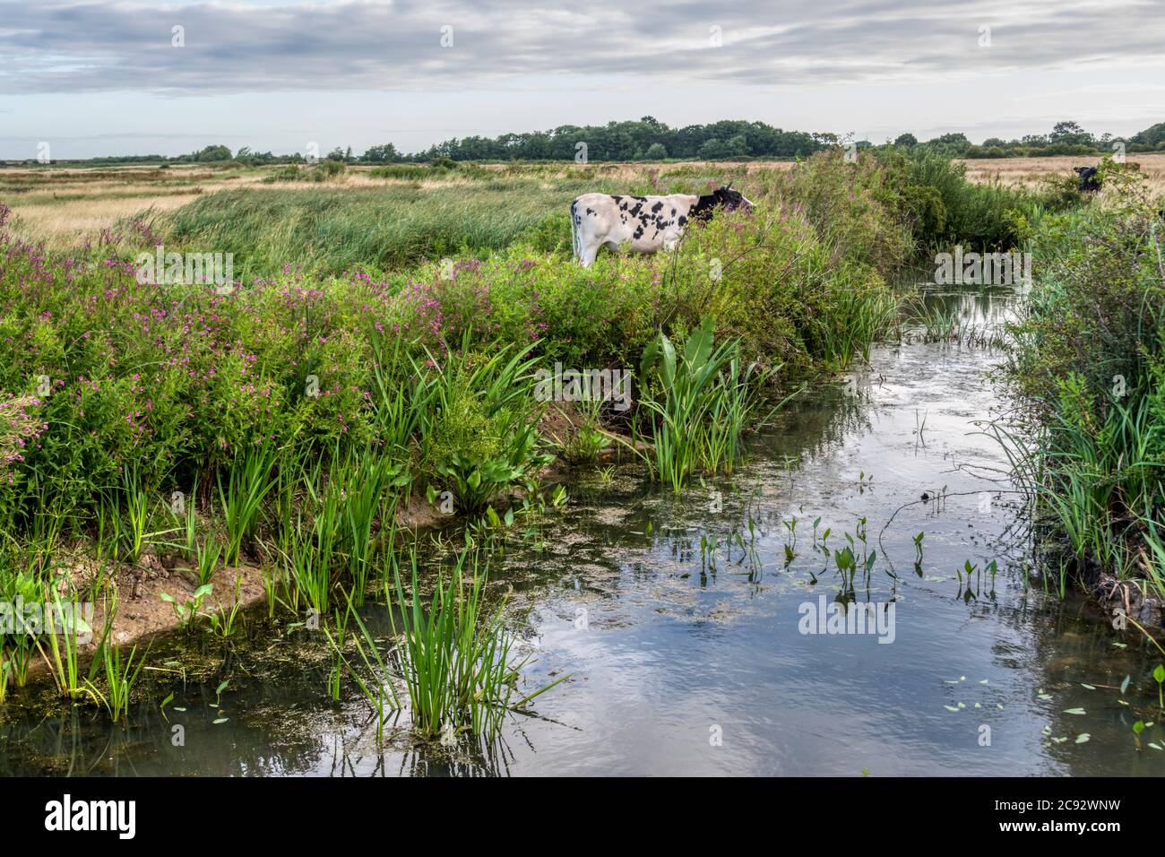 Rinder auf Süßwasser Weiden in Norfolk in den frühen Morgenstunden. Stockfoto