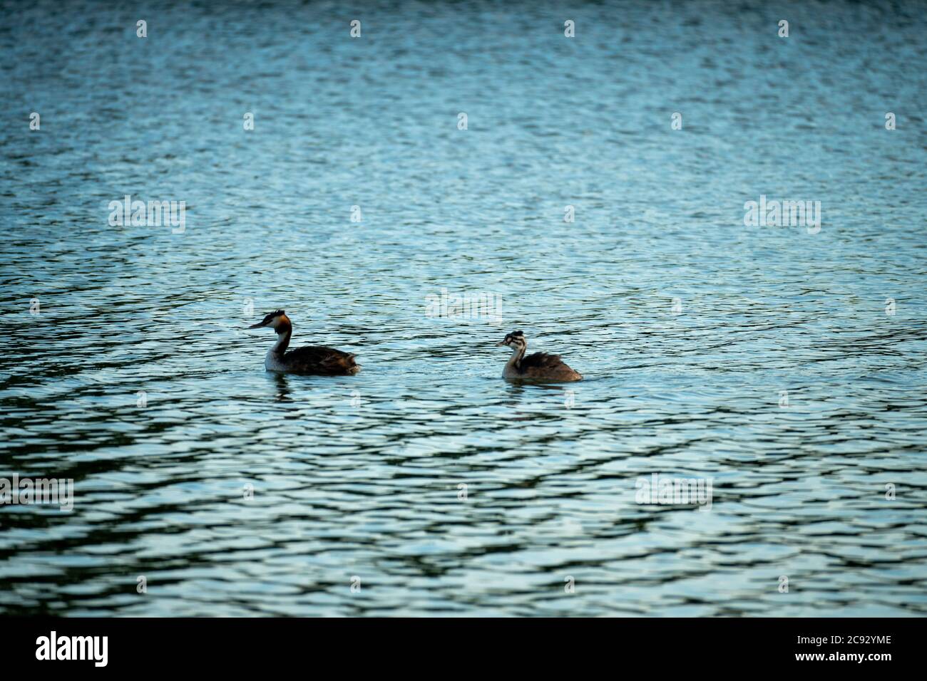 Enten schwimmen in einem See während des Tages gefangen Stockfoto