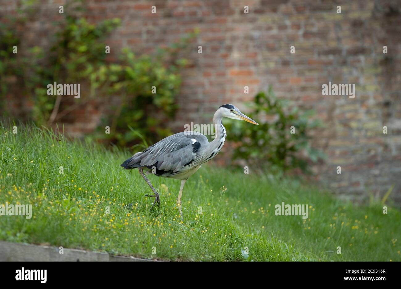 Cambridge England: Ein gewöhnlicher Graureiher stielt am Ufer entlang des Flusses Cam in Cambridge England. Stockfoto