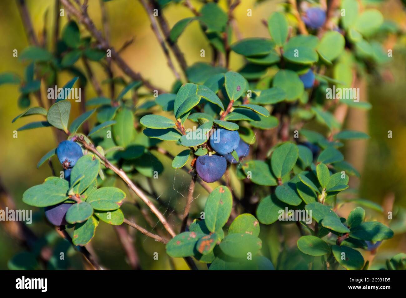 Frische organische reife Heidelbeeren am Strauch mit grünen Blättern im Sommer, in der Nähe Stockfoto