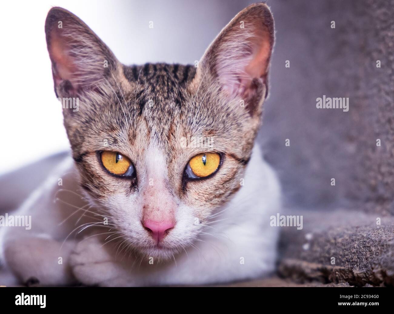 Streunende weiße Katze mit gelben Augen. Nahaufnahme Stockfoto