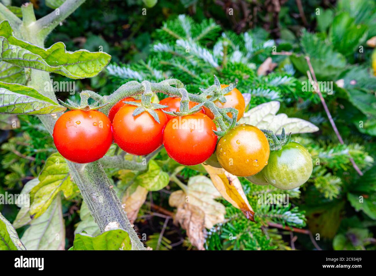 Reifende Bündel von Mini- oder Kirschtomaten in einem Gemüsegarten Stockfoto