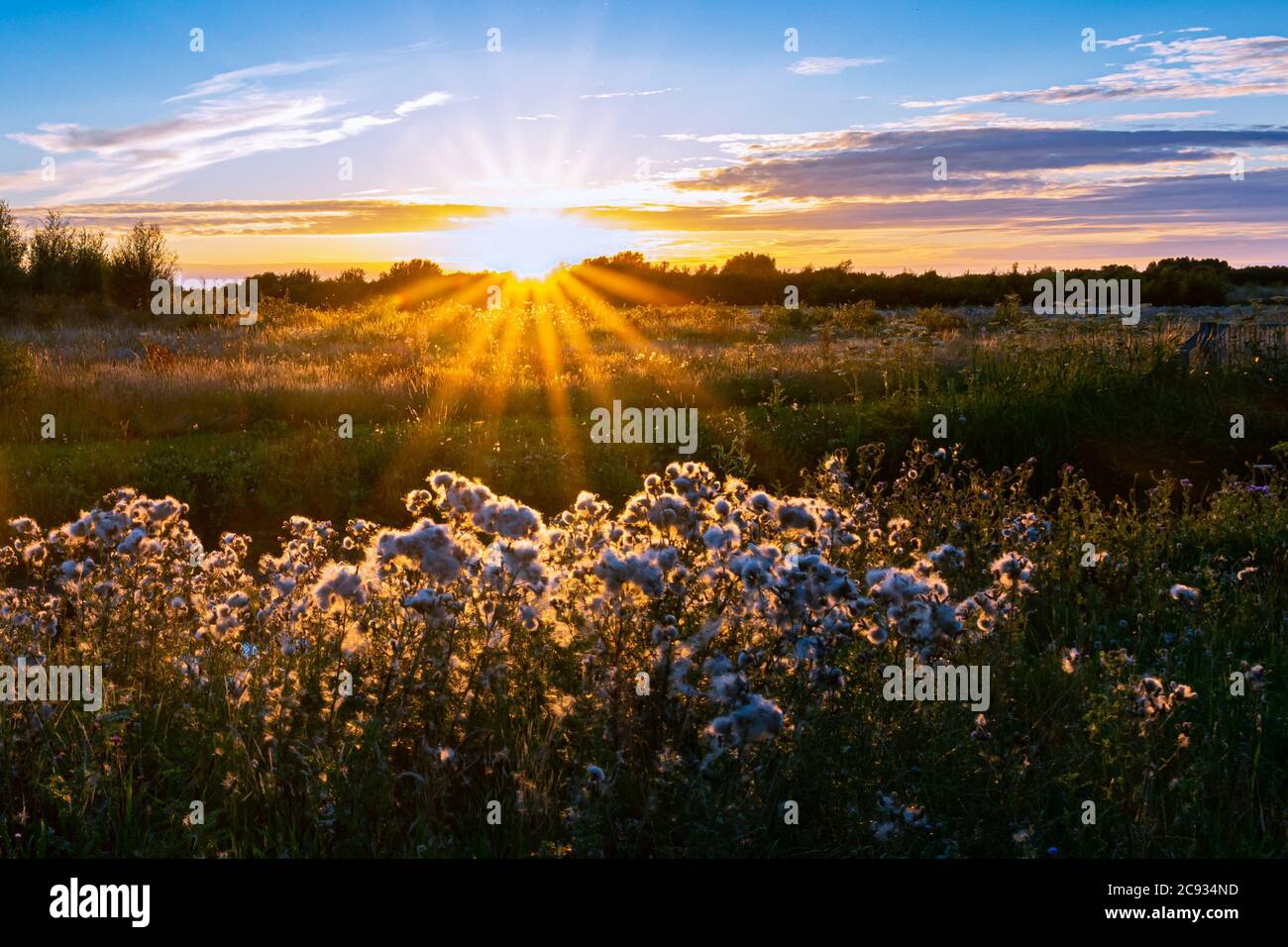 Die Sonne untergeht unter den Horizont und wirft die letzten Strahlen auf Blumen in der niederländischen Landschaft Stockfoto