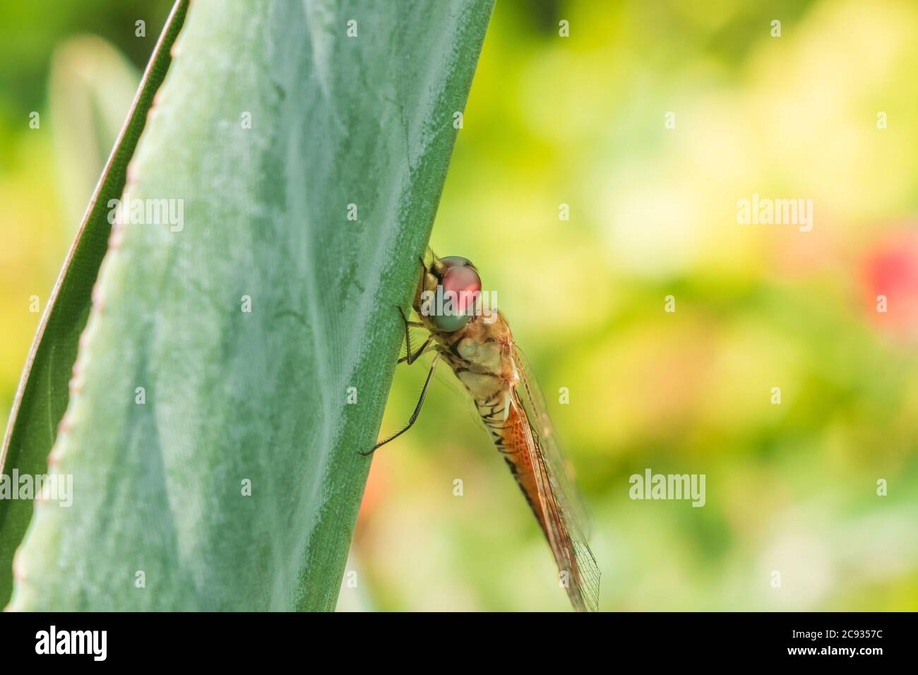 Gelbe geflügelte Rotflügeldragonfly Nahaufnahme isoliert im Freien in der Wildnis mit Bokeh grünen Natur Hintergrund. Stockfoto