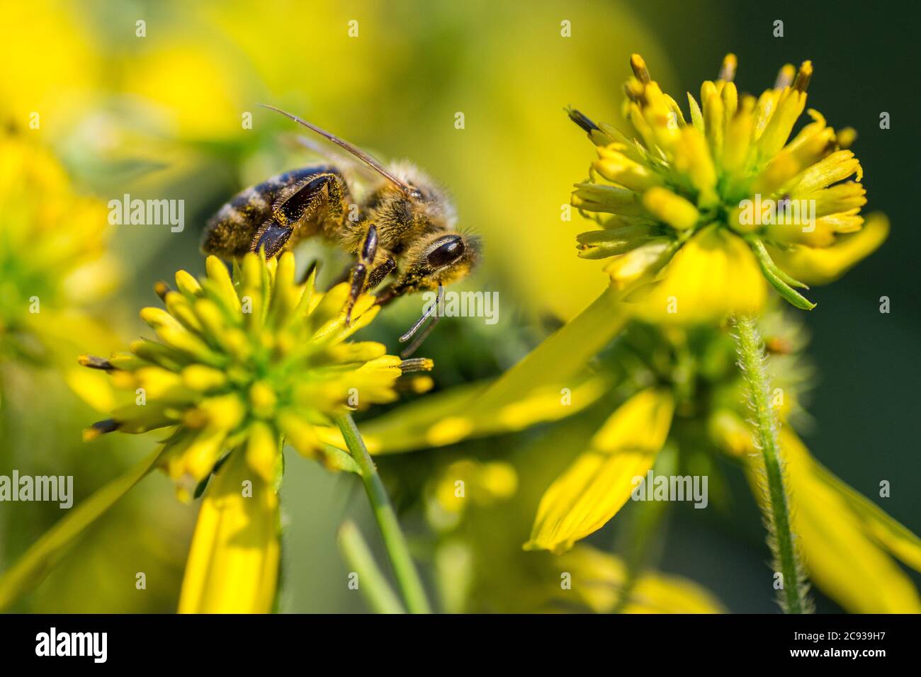 Honigbiene, die Pollen aus einer gelben Gänseblümchen erntet Stockfoto