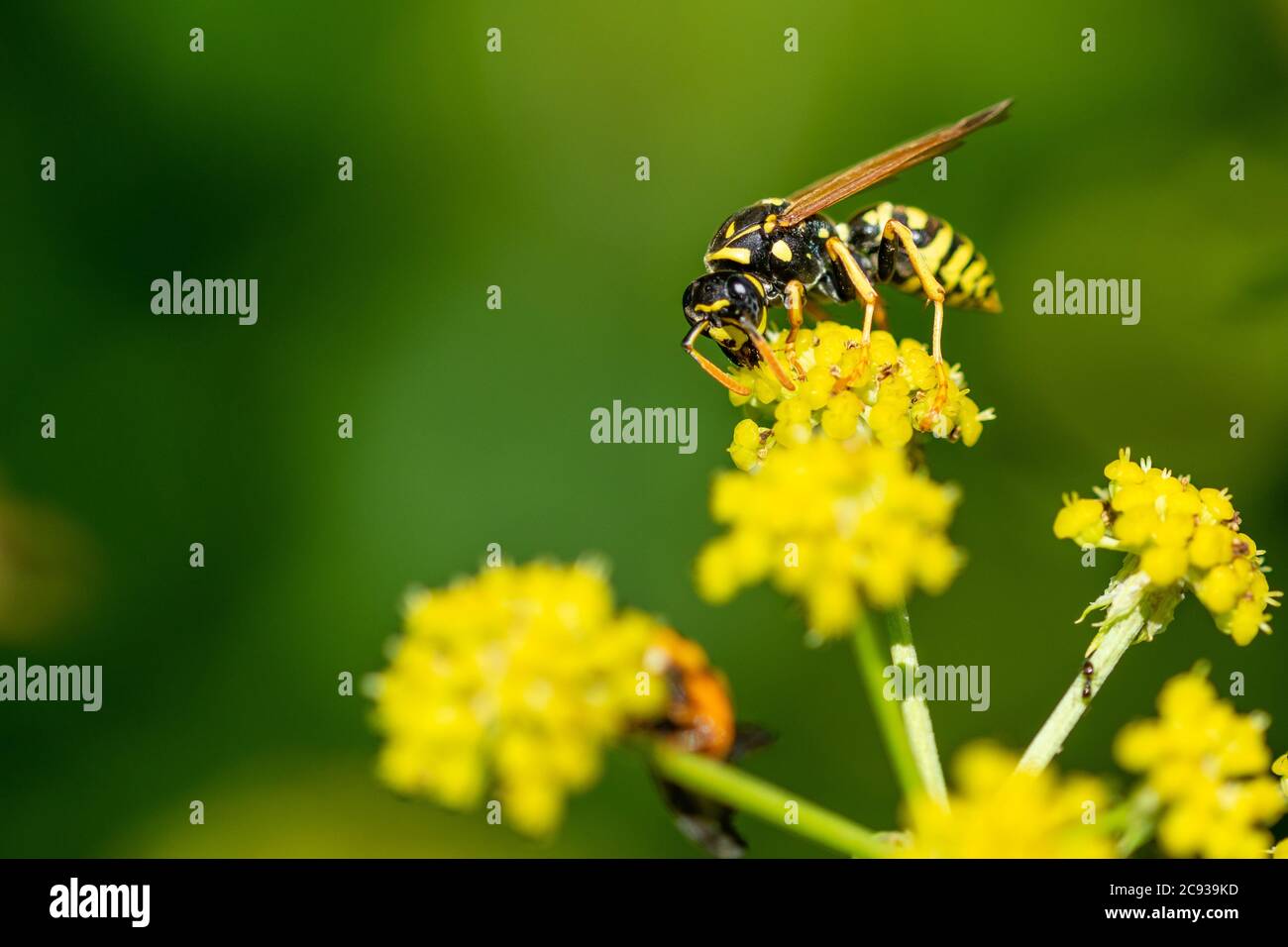 Gelbe Wespe auf einer gelben Blume Stockfoto